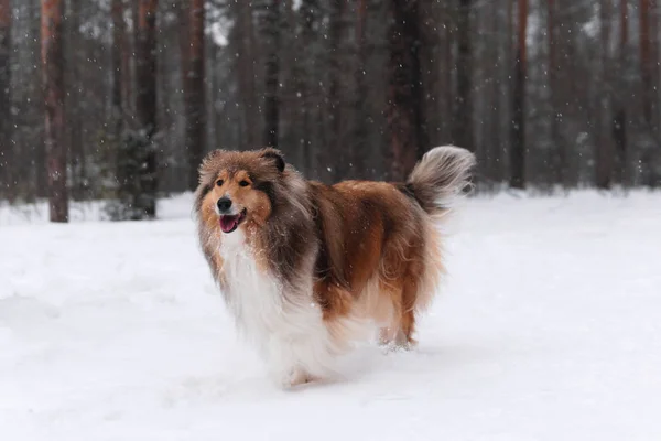 Rough collie dog in the winter forest — 스톡 사진