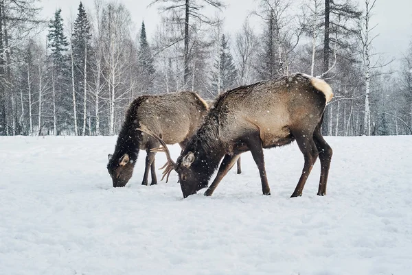 Два оленя-марала пасутся на поляне зимой в лесу — стоковое фото