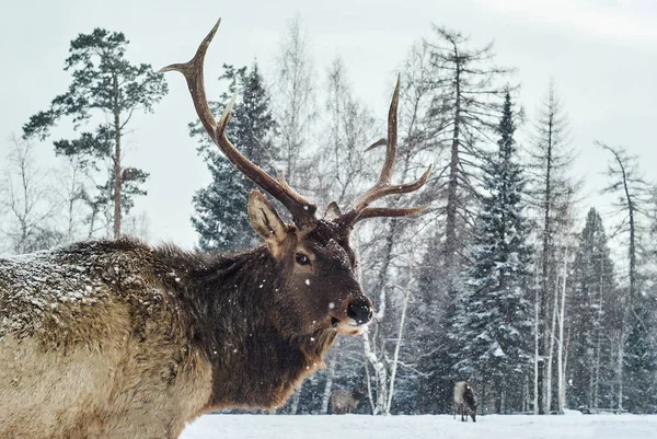 Марал самец на поляне в зимнем лесу среди своего стада — стоковое фото