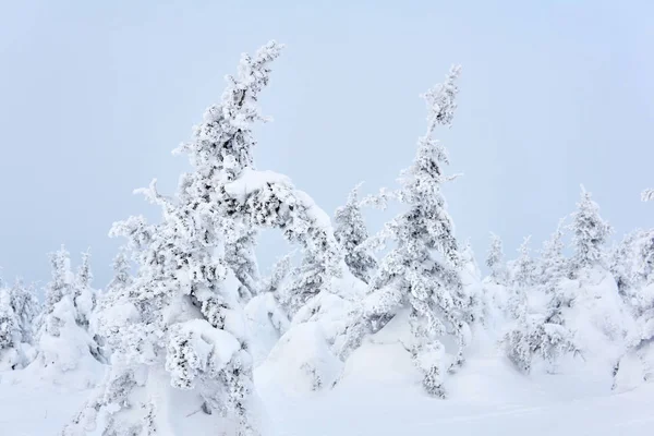 Снежные горные деревья против зимнего неба — стоковое фото