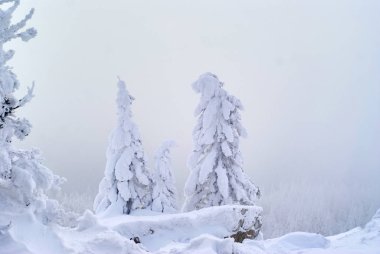 Kar fırtınası sırasında ağaçlık dağ geçidi