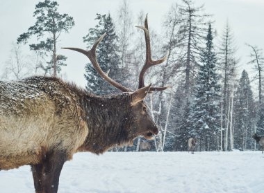 Kış ormanlarında bir erkek geyik sürüsünün ortasında.
