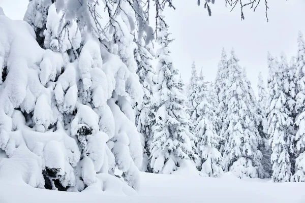 Winterwald nach starkem Schneefall — Stockfoto