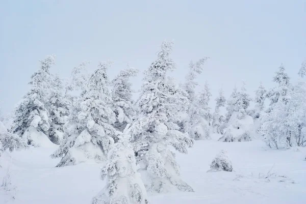 Paisaje de montaña de invierno - bosque nevado en una neblina helada — Foto de Stock