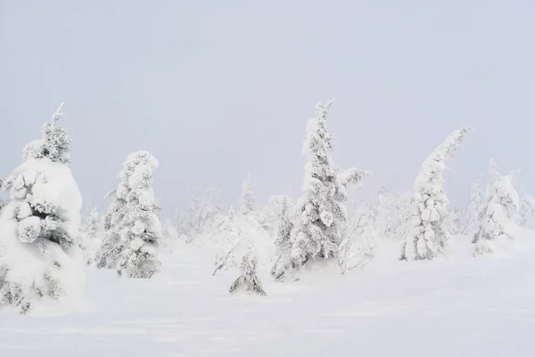 Kış dağ manzarası - buz gibi bir sisli karlı orman — Stok fotoğraf