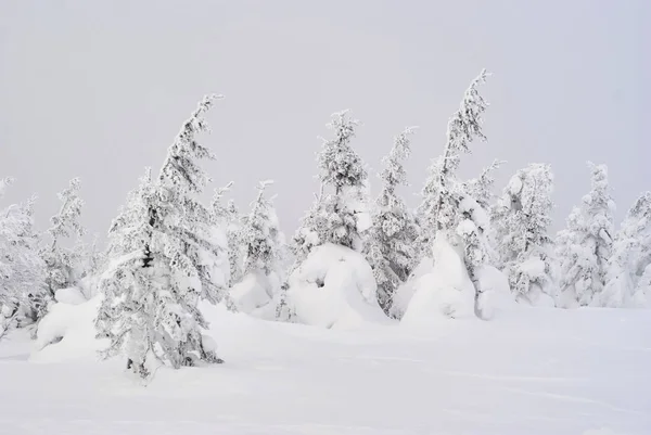 Zimowy krajobraz górski - śnieżny las w mroźnej mgle — Zdjęcie stockowe