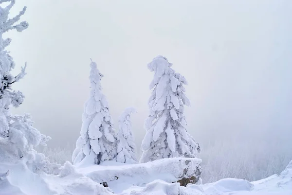 Zaśnieżony zalesiony przełęcz górska podczas burzy śnieżnej — Zdjęcie stockowe