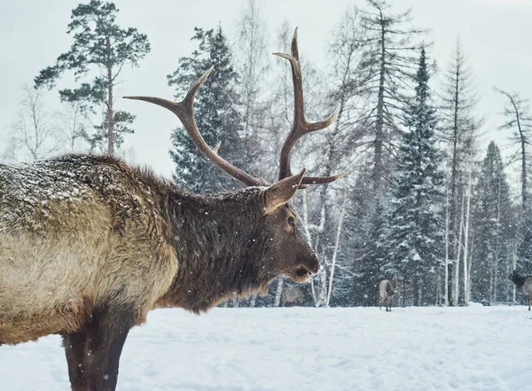 Марал олень самец на поляне зимнего леса среди своего стада — стоковое фото