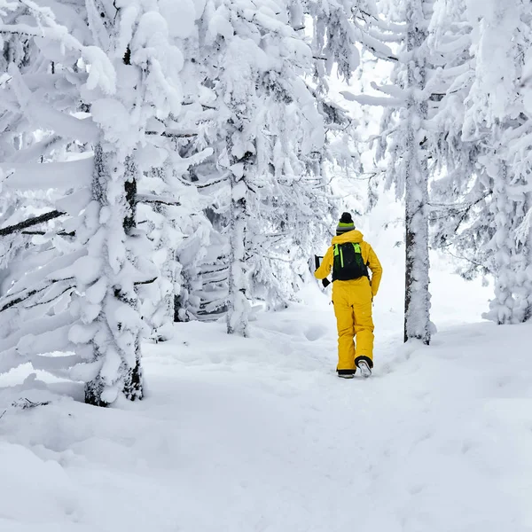 Senderista mujer camina a través de un bosque de invierno mirando en un handhe — Foto de Stock