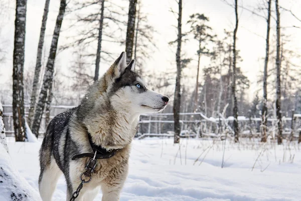 Husky σκυλί σε ένα λουρί ονειρικά κοιτάζει στην απόσταση το χειμώνα — Φωτογραφία Αρχείου