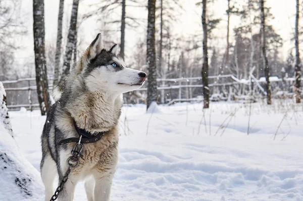 夢のように冬の距離を調べる綱の上にハスキー犬 — ストック写真