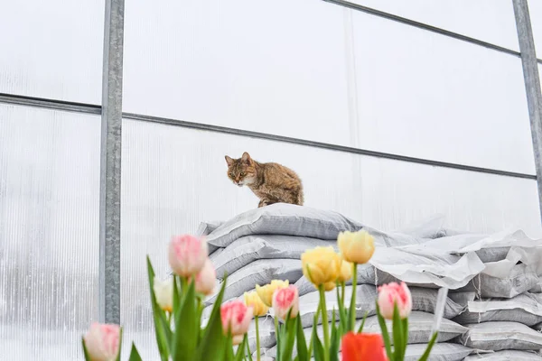 El gato protege el invernadero de los roedores —  Fotos de Stock