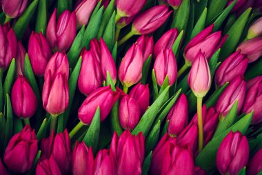 Çiçek arkaplanı - büyüyen mor laleler