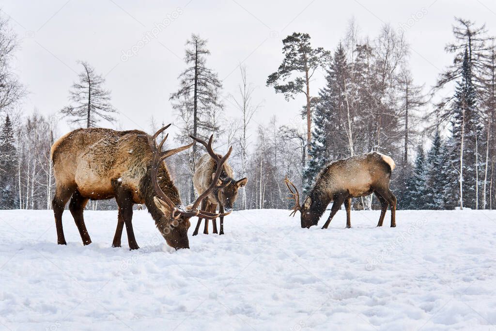 small herd of maral deer graze in a winter forest glade in snowfall