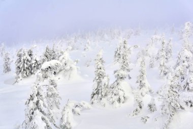 Alp kışı manzarası - Kar bulutunun içindeki karlı orman