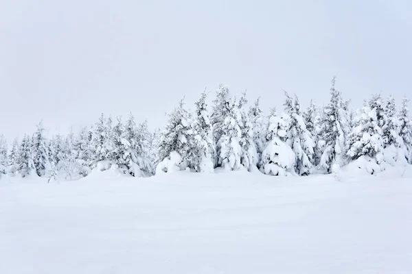 Zimowy Krajobraz Górski Rząd Pokrytych Śniegiem Krzywych Jodł — Zdjęcie stockowe