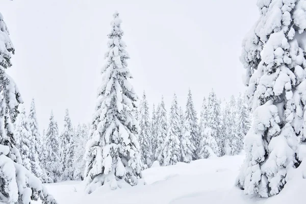Landschaft Schneebedeckte Wiese Winterlichen Fichtenwald Einem Bewölkten — Stockfoto