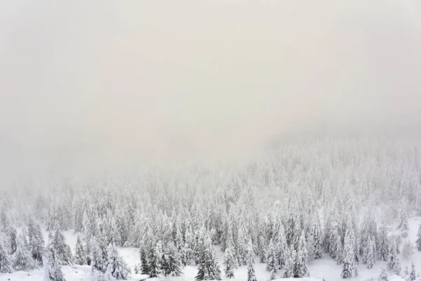 Winter Mountain Landscape View Slope Snowy Forest Frosty Haze — Stock Photo, Image