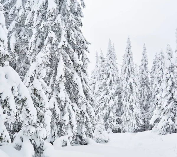 Landschaft Verschneite Wiese Winterlichen Fichtenwald Einem Bewölkten Tag — Stockfoto