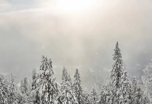 Alp Kışı Manzarası Güneşle Delinmiş Kar Bulutunun Içindeki Karlı Orman — Stok fotoğraf