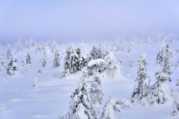 Meseta Invierno Montaña Con Raros Árboles Cubiertos Nieve Neblina Helada — Foto de Stock