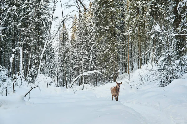 deer cub on a trail in a snowy winter forest