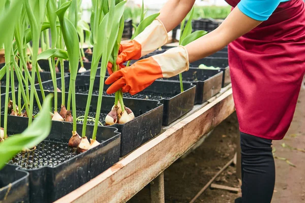 Harvesting Hydroponic Tulips Grown Greenhouse Hands Woman Worker Visibl — Stock Photo, Image