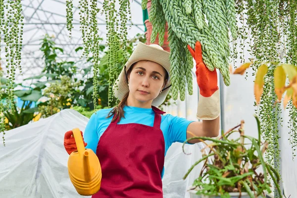 young woman with a watering can works in a greenhouse among ampelous plants