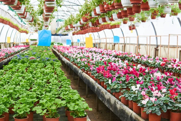 interior of an industrial greenhouse in which indoor flowers and ampelous plants are grown