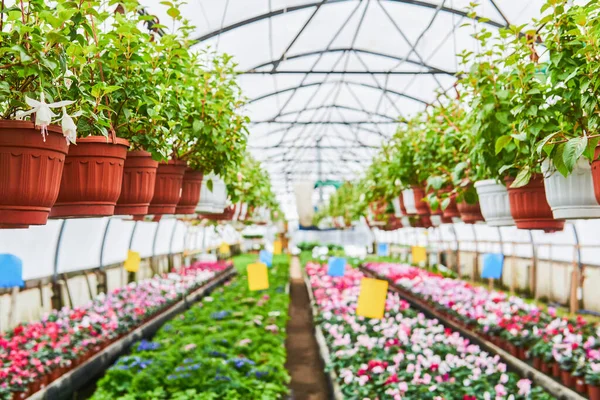 Interior Industrial Greenhouse Which Indoor Flowers Ampelous Plants Grown — Stock Photo, Image
