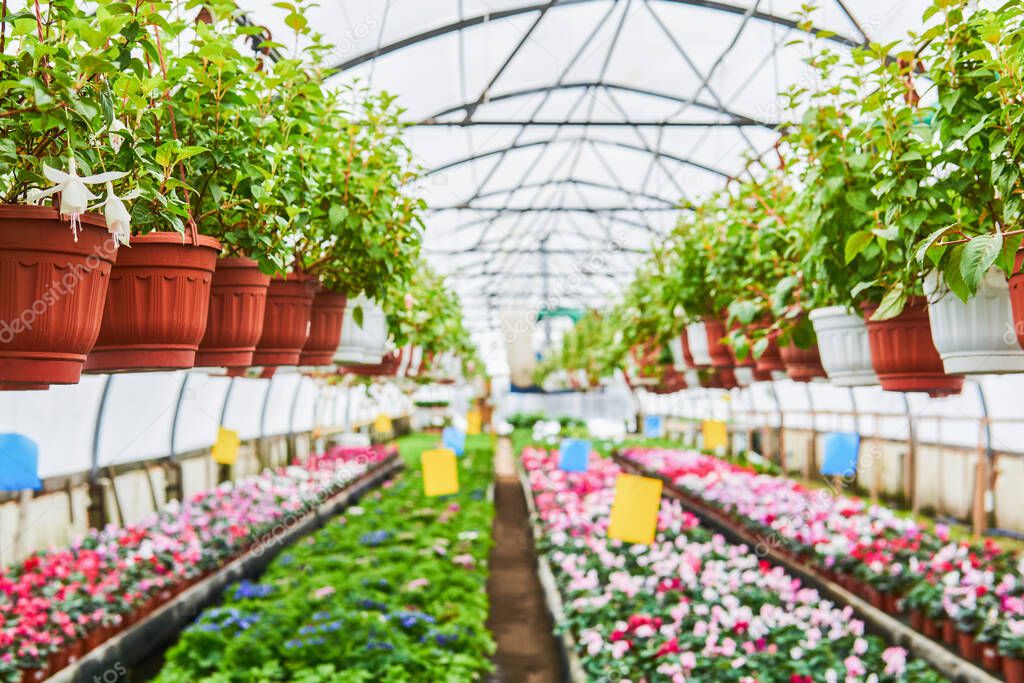 interior of an industrial greenhouse in which indoor flowers and ampelous plants are grown