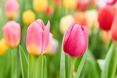 Pembe ve mor laleler büyüyor. Arka planda bulanıklık var.