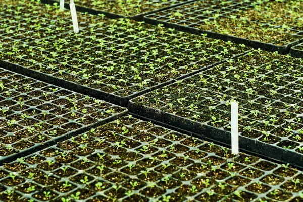 background - tiny plant sprouts in the cells of the seedling trays