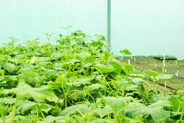 Young Growth Cucumber Vines Background Blurry Boxes Seedlings — Stock Photo, Image