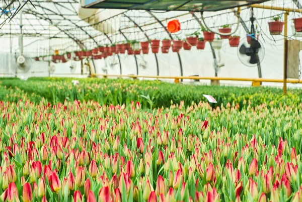 Many beautiful tulips ripen in the interior of the greenhous — Stock Image Many Beautiful Tulips Ripen Interior Greenhous Royalty Free Stock Photos