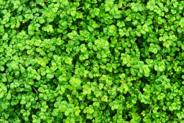 Çiçek arkaplanı - Soleirolia planının küçük yeşil yaprakları