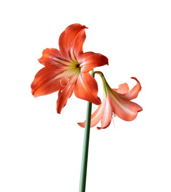 Amarillis 'in taze doğal çiçekleri, beyaz bir arka planda izole bir sapın üzerinde, açık damarlı kırmızı.