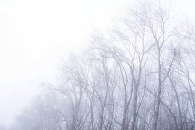 Yapraksız kış ağaçları siste zar zor görülebiliyor.