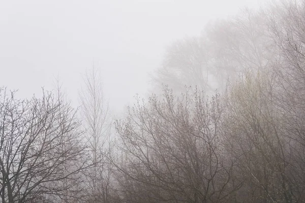 Treetops Blooming Buds Early Spring Barely Visible Morning — Stock Photo, Image