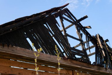 Yanmış bir evin kömürleşmiş iskeletine karşı yeşil filizler.