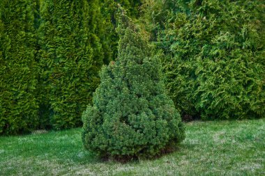 Peyzaj tasarımı elementi - bulanık thuja ağaçlarının arka planında bahar çimlerinde ardıç çalısı