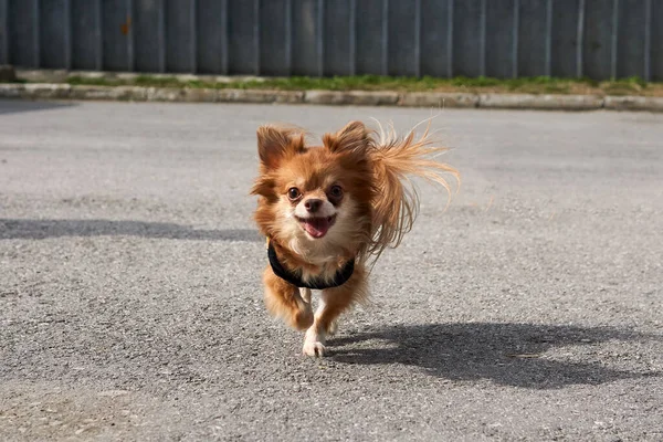 かわいい笑顔の犬の長い髪Chihuahuaアスファルト上で実行されます — ストック写真