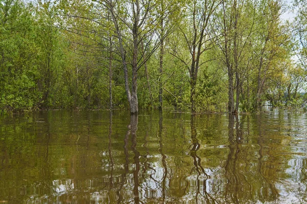 洪水中的春景 森林被洪水淹没 树木矗立在水里 — 图库照片