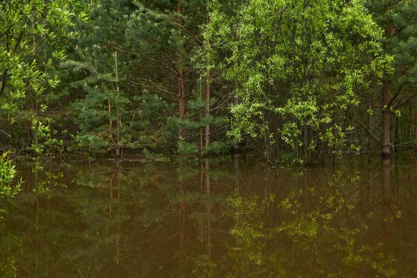 在春季的洪水中 松树林的边缘被水覆盖着 — 图库照片