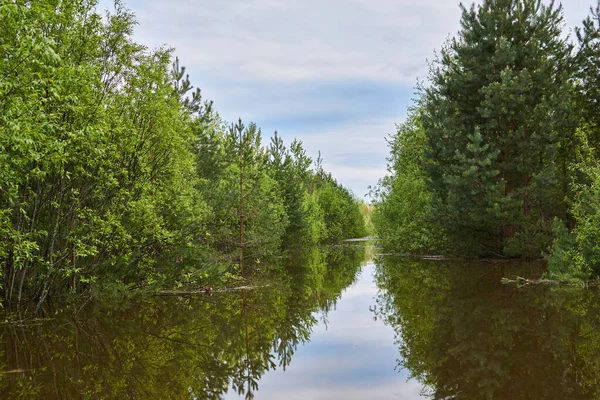 Bosrivier Met Wilgenoevers Overstroomd Het Voorjaar — Stockfoto