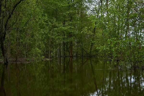 Loofbos Overspoeld Met Hoog Water Wanneer Rivier Het Voorjaar Oevers — Stockfoto