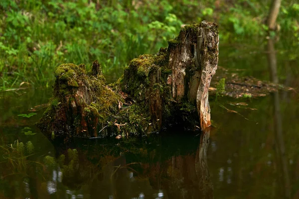 Vieille Souche Sur Fond Verdure Luxuriante Dans Une Clairière Printemps — Photo