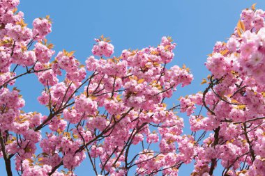 Mavi arka planda güzel pembe sakura çiçekleri 