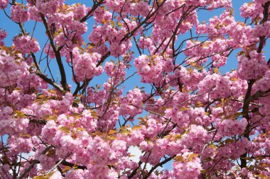 Mavi arka planda güzel pembe sakura çiçekleri 