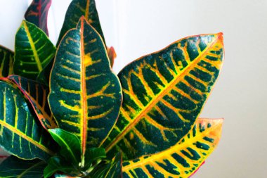 beautiful tropical plant with colorful leaves